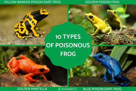 10 Types of Poisonous Frog Species - With Photos