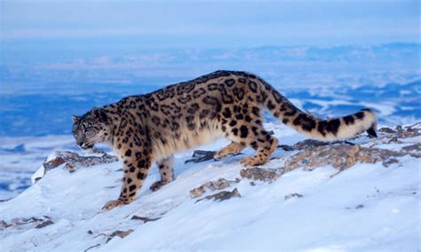 Protecting Snow Leopards in the Face of Climate Change | Stories | WWF