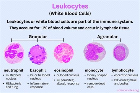 Learn about leukocytes or white blood cells. Discover the five main ...