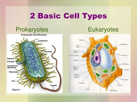 PPT - CELL THEORY NOTES PowerPoint Presentation, free download - ID:7092041