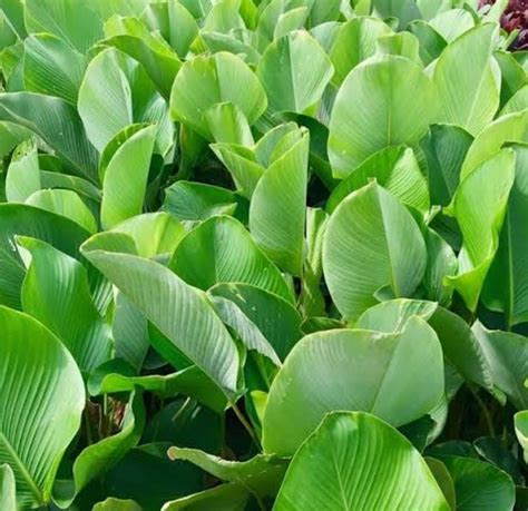 Calathea lutea (single plant) - Buy 6000+ Plants, Seeds, Pots online at ...