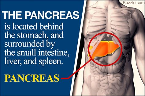 Pancreas Location Ribs