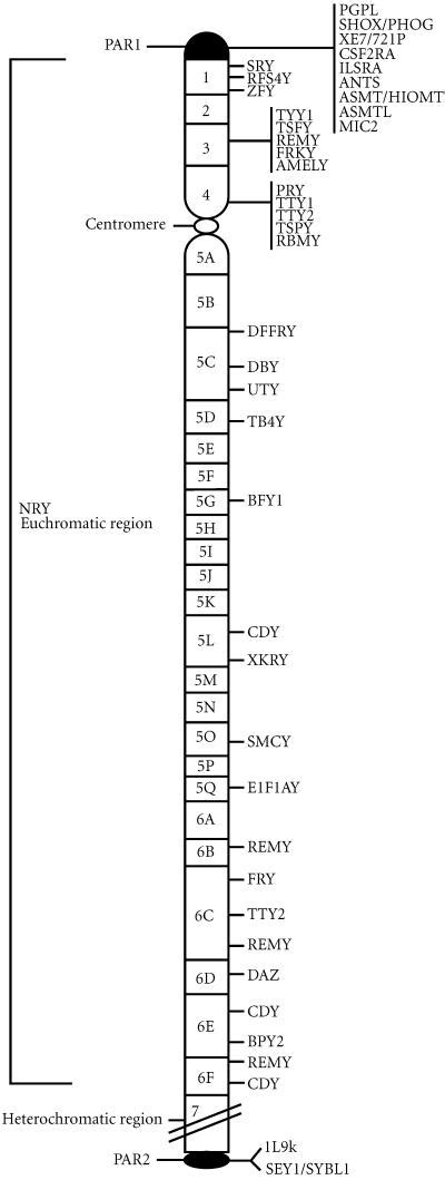 Schematic representation of the Y chromosome. Genes in the two ...