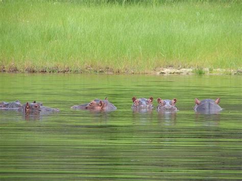 Discover How Congress Almost Filled the Mississippi River with Hippos ...