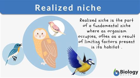 Realized niche Definition and Examples - Biology Online Dictionary