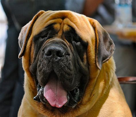 Top 10 Largest Dog Breeds | PetHelpful