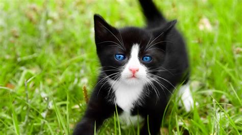 Black And White Kitten Wallpaper