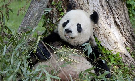 Giant Panda Habitat Loss | Bruin Blog