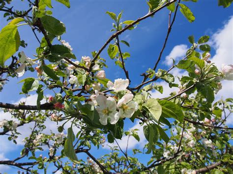 Flowering apple tree Free Photo Download | FreeImages