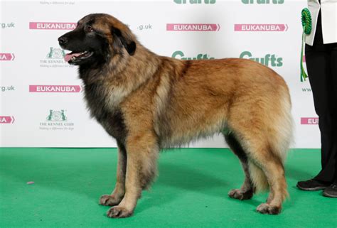 The Breed Standard | Estrela Mountain Dog