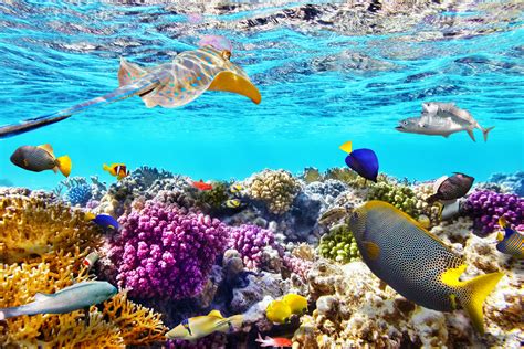 Great-Barrier-Reef - Sea Turtle Camp