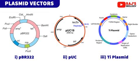 Biotechnology Principles and Processes Class 12 NEET Notes - Rajus Biology