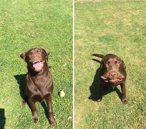 17 Dogs Who Deserve All The Gold Medals