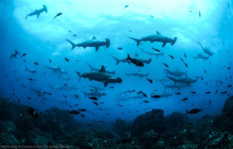 Galapagos Shark Research Insights Dive Liveaboard