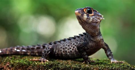 Everything To Know About The Lizards With Blue Tails - A-Z Animals