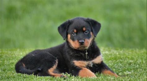 2248x2248 rottweiler, puppy, dog 2248x2248 Resolution Wallpaper, HD ...