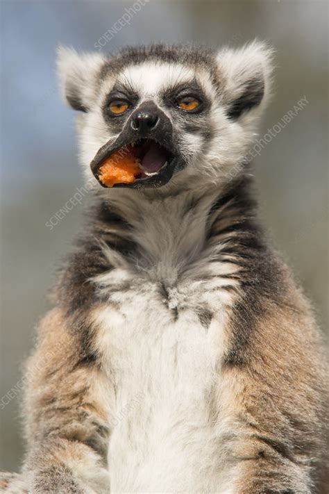 Captive ring tailed lemur eating fruit - Stock Image - C038/5592 ...