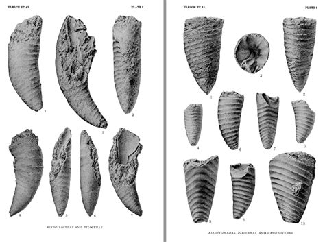 Operculum to an unknown Gastropods? - Fossil ID - The Fossil Forum