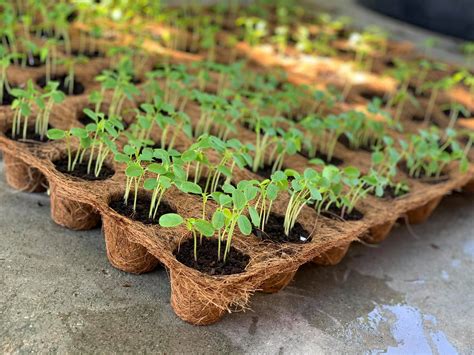 nursery seedling tray – Biodegradable and Compostable Pots