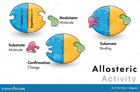 Illustration of Allosteric Model of Enzyme Activity Stock Vector ...