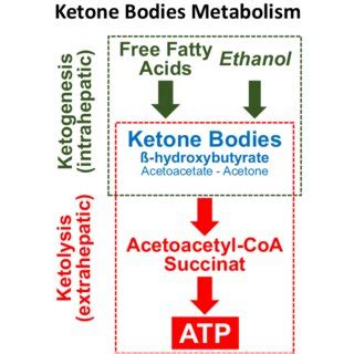 Ketone body generation (ketogenesis) and utilization (ketolysis). The ...