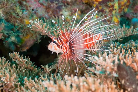 Red Lionfish - Oceana