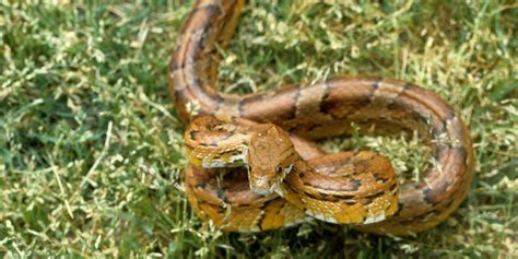 Corn snake | Smithsonian's National Zoo and Conservation Biology Institute