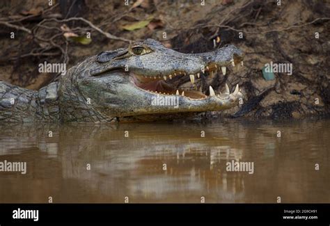 Closeup side on portrait of Black Caiman (Melanosuchus niger) head in ...