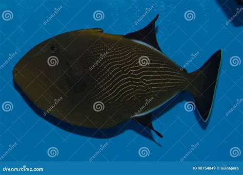 Hawaiian Black Triggerfish stock image. Image of brown - 98754849