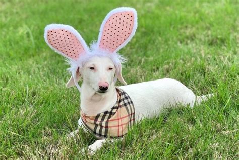 Rare albino dachshund Duke who struggled to find his forever home, is ...