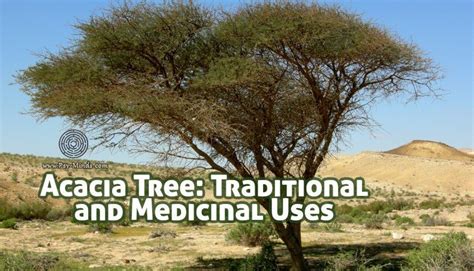 Acacia Tree: Traditional Uses and Medicinal Uses | Acacia tree, Acacia ...