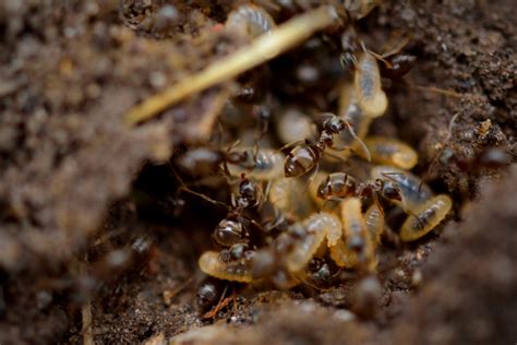 Termites in Texas - Texas Bug Control