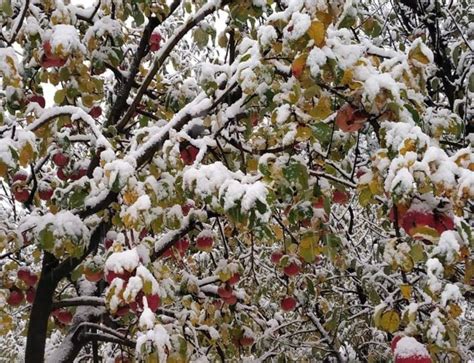 Apple growers in south Kashmir demand compensation for their losses ...