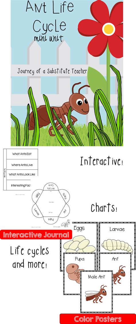 Ant Life Cycle: Mini Unit | Ants, Life cycles