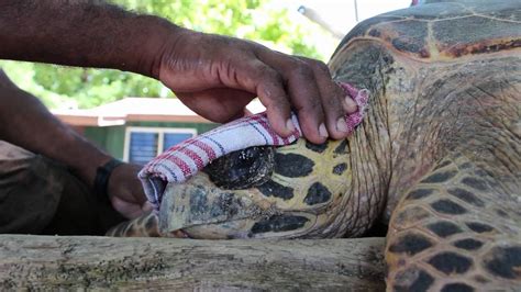 Hawksbill Sea Turtle Conservation in the Arnavon Islands - YouTube