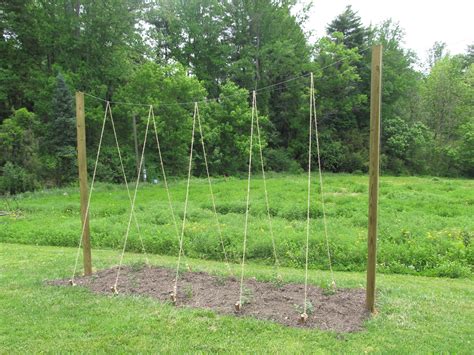 Backyard Hops Trellis Design - backyard fencelocku