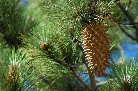 40 Species of Pine Trees You Can Grow