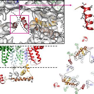 Capsid protein is important for the organization of the virus ...