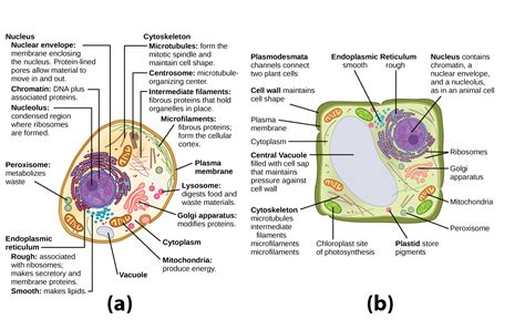 Plant Cell Organelles And Structures - Each organelle contributes in ...