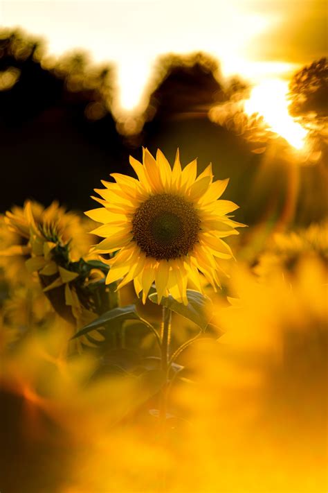 4K Sunflower Wallpaper | WhatsPaper