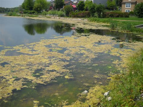 Types Of Pond Algae at inivaragantblog Blog