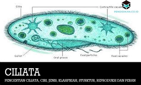 Pengertian Ciliata Reproduksi Ciri Klasifikasi Struktur 24475 | The ...