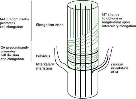 Model for internode elongation in monocots. Auxin and gibberellic acid ...