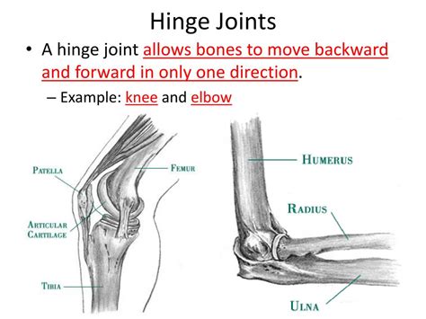 PPT - Human Biology Chapter 20 Support and Movement PowerPoint ...