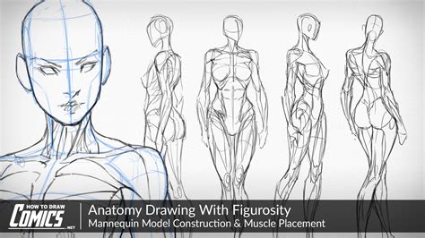 Human Figure Drawing Anatomy | Images and Photos finder