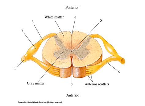 transverse section of spinal cord Diagram | Quizlet