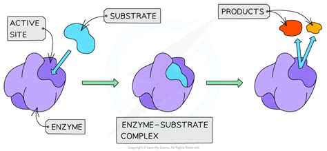 Enzymes: Roles & Modes of Action (2.7) | Edexcel International A Level ...