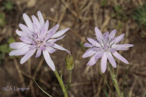 Scorzonera purpurea · iNaturalist