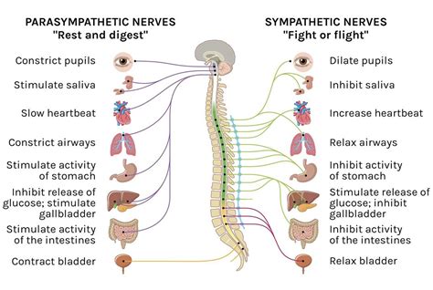 Parasympathetic and Sympathetic nerves | Bull art, Medical illustration ...