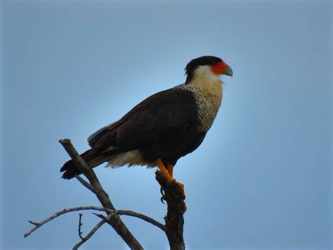 Aransas National Wildlife Refuge Map - South Barrier Coast, Texas ...